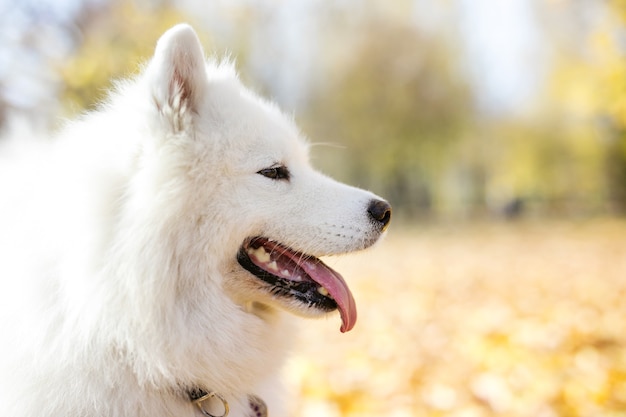 Gros plan du chien samoyède en automne park