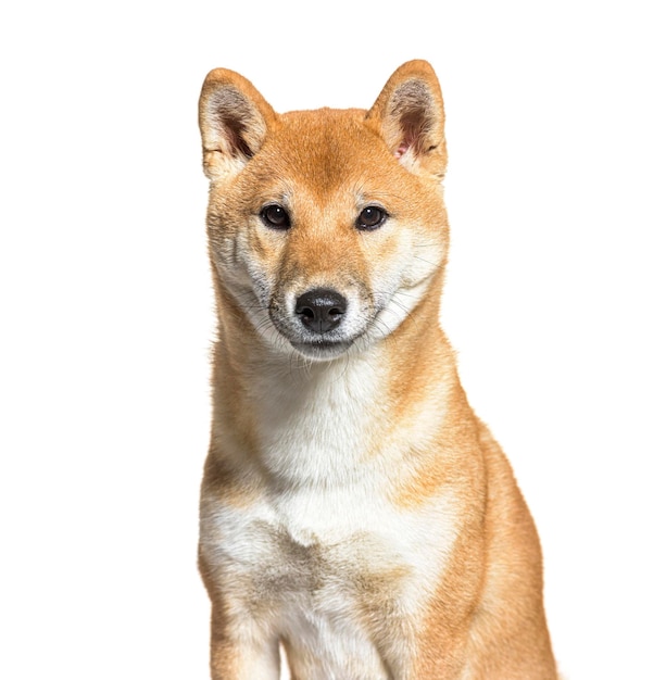 Gros plan du chien Shiba Inu, isolé sur blanc