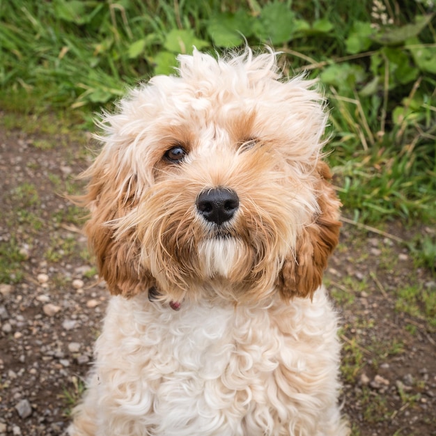 Photo un gros plan du chien