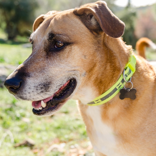 Un gros plan du chien