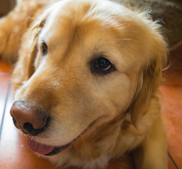 Un gros plan du chien