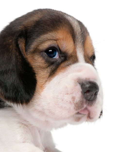Gros plan du chiot Beagle, âgé de 1 mois,