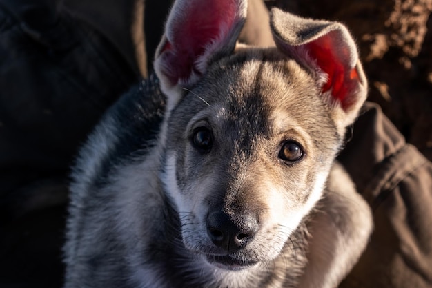 Gros plan du chiot chien loup dans la neige