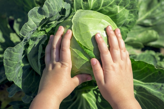 Gros plan du chou blanc dans les mains de l'enfant