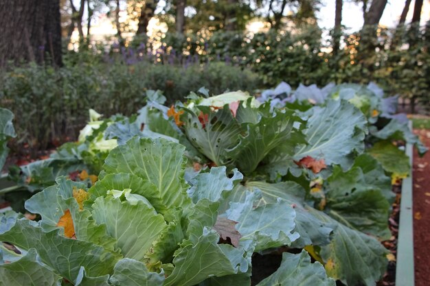 Gros plan du chou blanc et des feuilles d'érable rouge sur un parterre de fleurs ornementales dans le parc d'automne