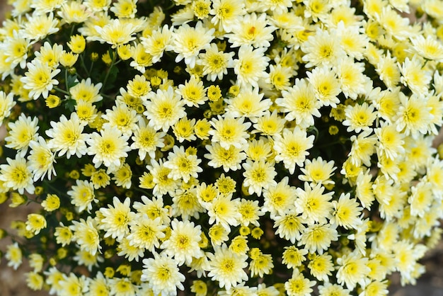 Gros plan du chrysanthème blanc Artemis