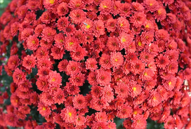 Gros plan du chrysanthème rouge Ursula