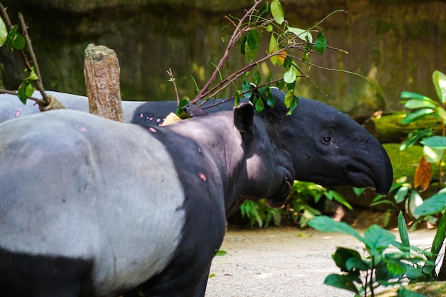 Photo un gros plan du cochon