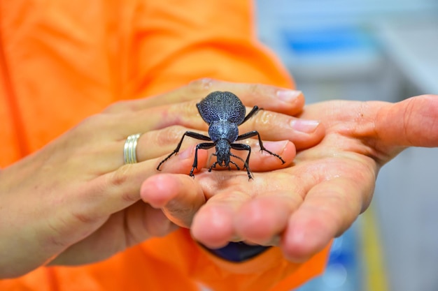 Gros plan du coléoptère violet sur les mains