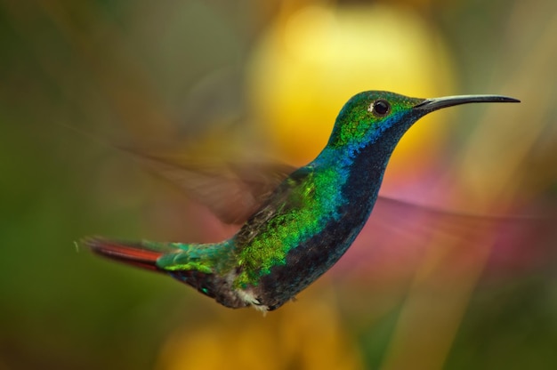 Un gros plan du colibri en vol