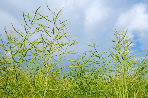 Gros plan du colza vert non mûr sur un fond de ciel bleu nuageux