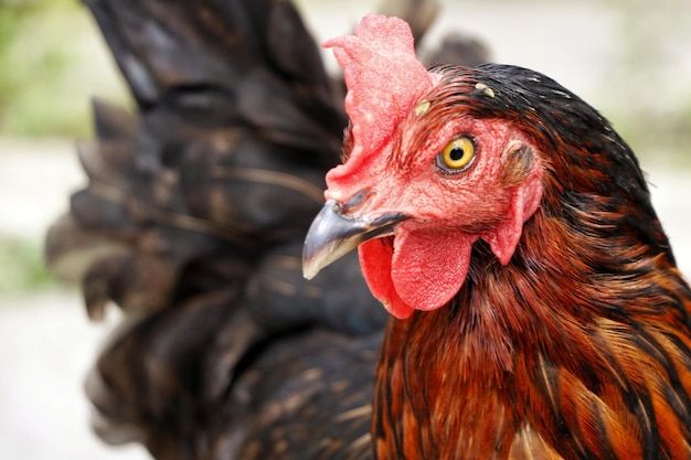Un gros plan du coq qui détourne le regard.