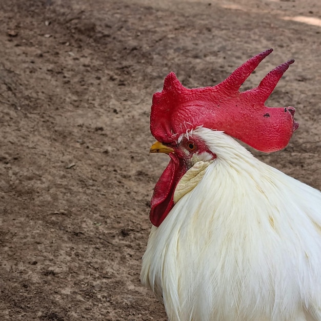 Gros plan du coq