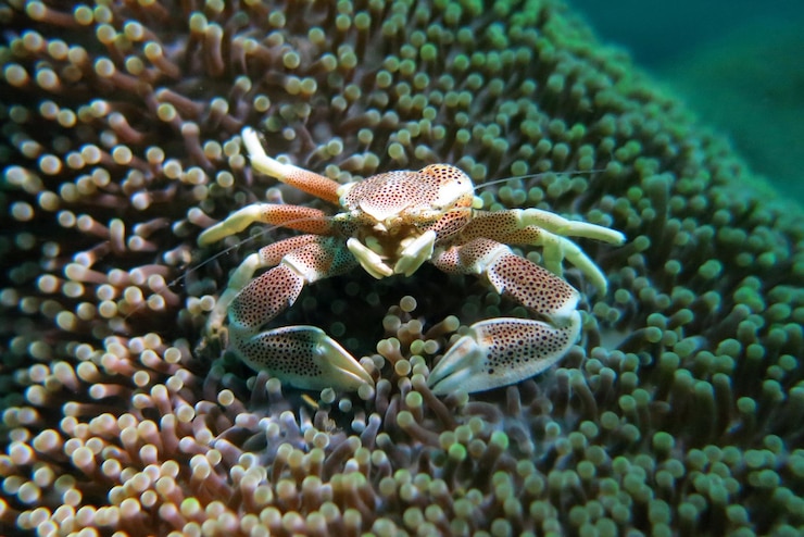 Photo un gros plan du corail en mer