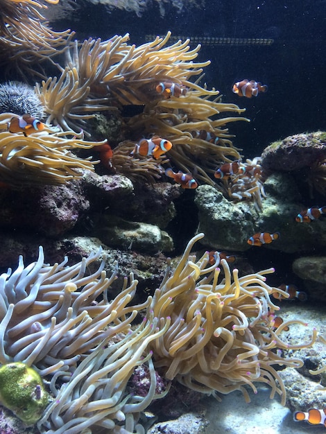 Un gros plan du corail