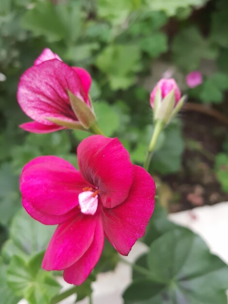 Photo un gros plan du cosmos rose en fleurs à l'extérieur