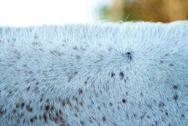 Gros plan du cou d'un cheval gris