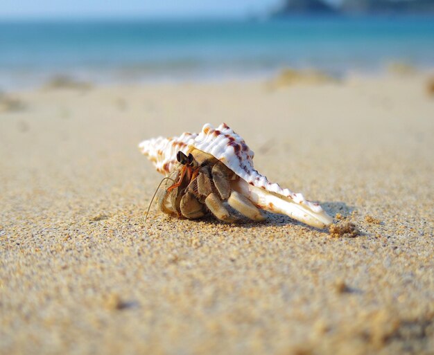 Photo un gros plan du crabe ermite sur le sable de la plage