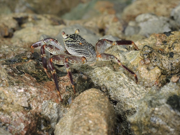 Photo un gros plan du crabe sur le rocher