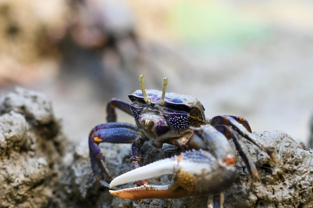 Un gros plan du crabe violet sur le rocher