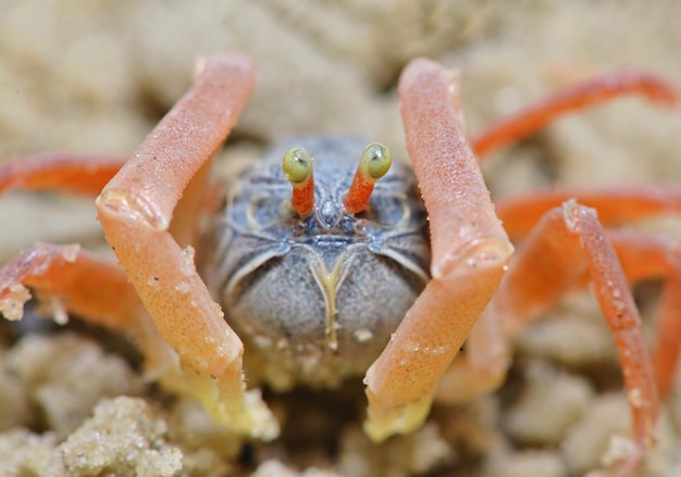 Photo un gros plan du crabe