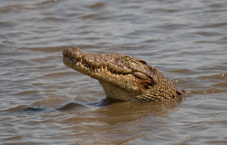 Photo un gros plan du crocodile dans l'eau