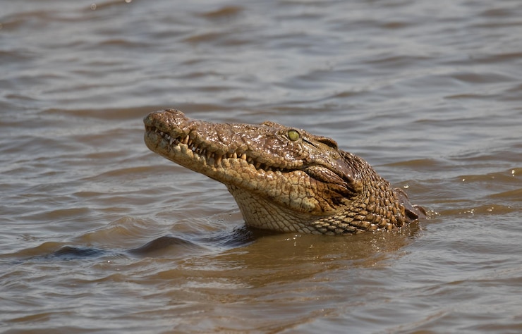 Photo un gros plan du crocodile dans l'eau