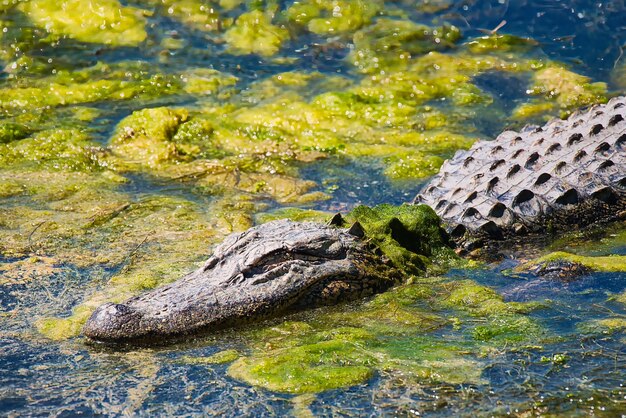 Photo un gros plan du crocodile dans le lac