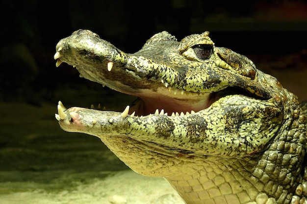 Un gros plan du crocodile pendant la nuit
