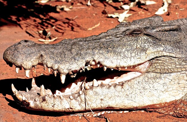 Photo un gros plan du crocodile sur le terrain