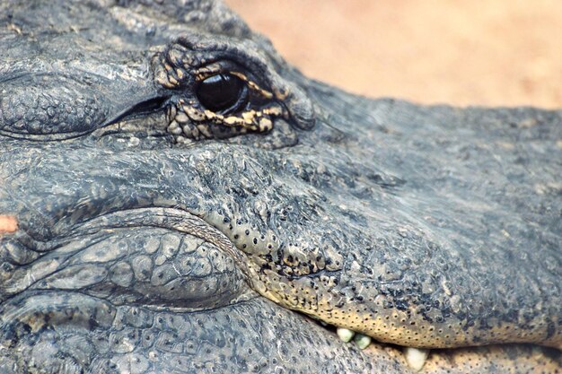 Photo un gros plan du crocodile