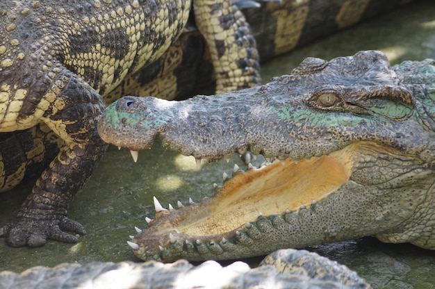 Photo un gros plan du crocodile