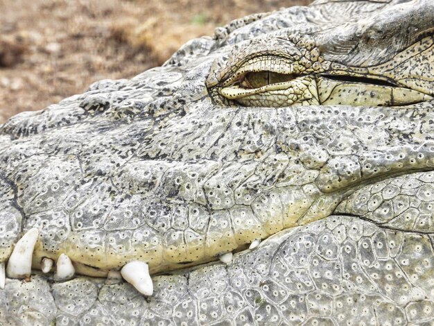 Photo un gros plan du crocodile