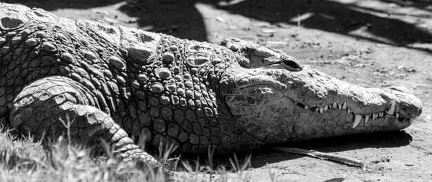 Photo un gros plan du crocodile