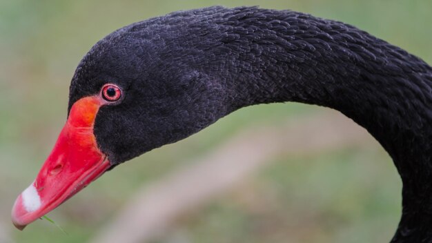 Photo un gros plan du cygne noir