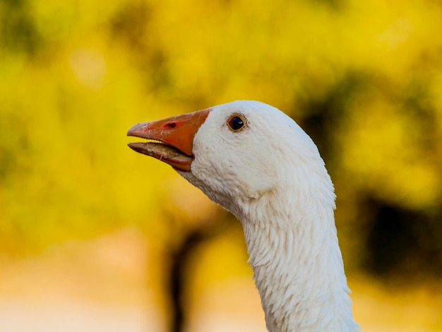 Photo un gros plan du cygne