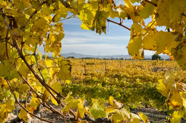Gros plan du feuillage d'hiver de la vigne de table AlicanteSpain Europe