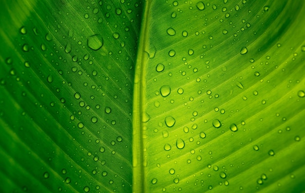 Gros plan du fond de feuille de bananier vert avec des gouttelettes d'eau nature feuille verte abstraite organique