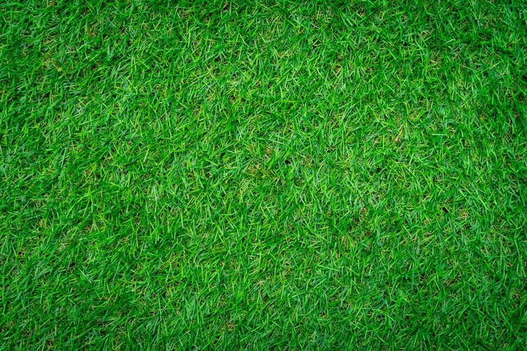 Photo gros plan du fond d'herbe verte.