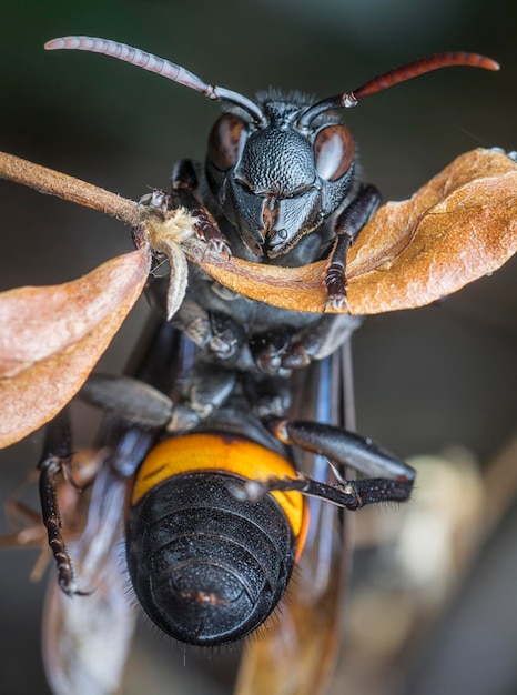 gros plan du frelon noir et orange