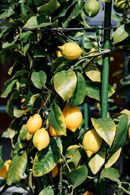 Gros plan du fruit de citron jaune sur l'arbre sur les branches dans le feuillage