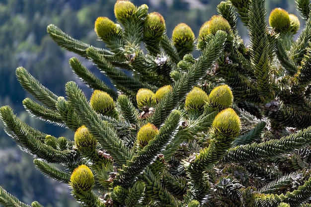 Gros plan du fruit du pehuen (Piñon)