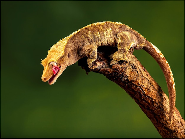 Gros plan du gecko à crête ou gecko cil Correlophus ciliatus