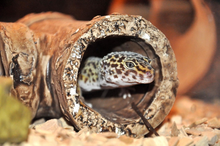 Photo un gros plan du gecko léopard en métal