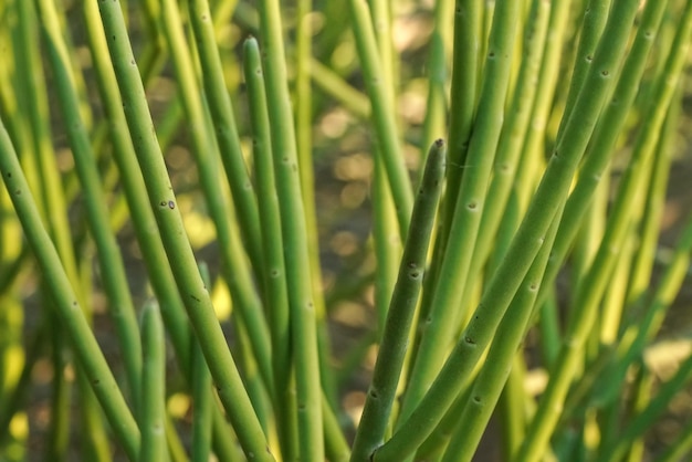 Gros plan du genre Senecio plante suculente poussant à Madagascar. La plupart de la flore est endémique sur cette île.