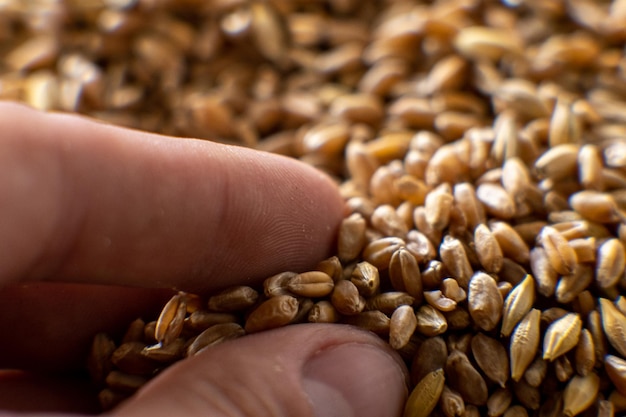 Le gros plan du grain est tenu par les doigts de la main