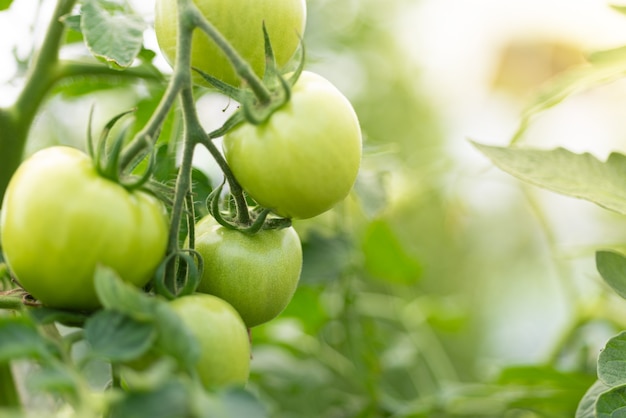 Gros plan du groupe de tomates vertes poussant en serre/cadre horizontal/arrière-plan flou