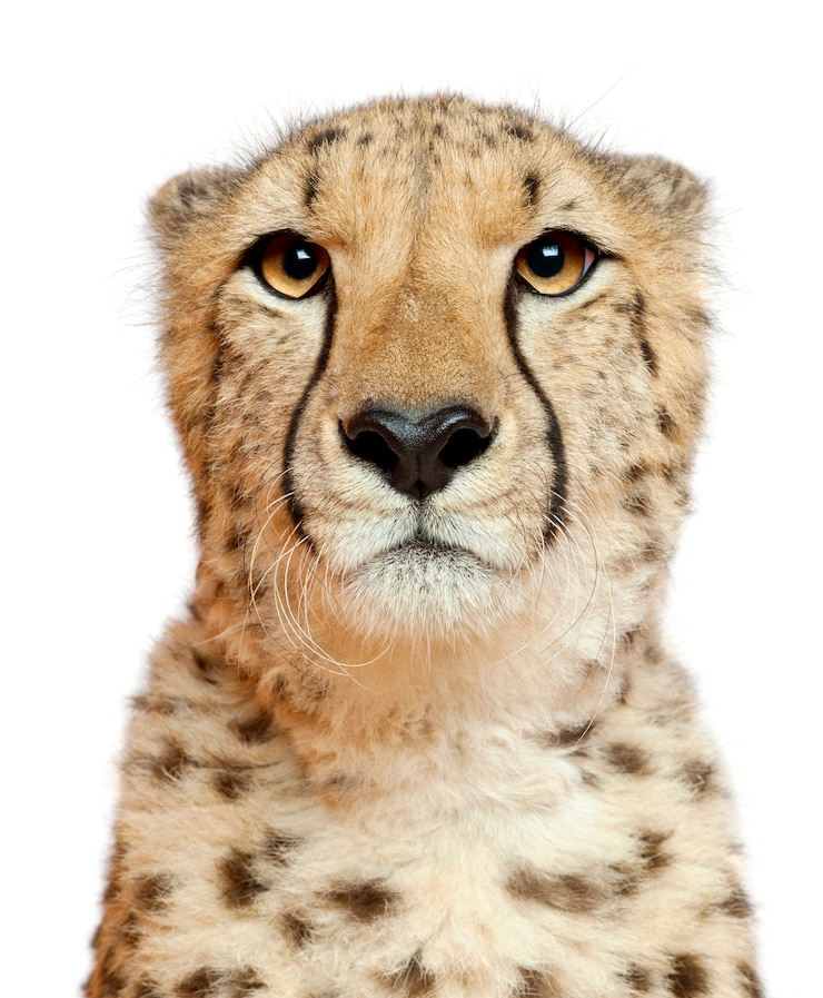 Photo gros plan du guépard, acinonyx jubatus, 18 mois,