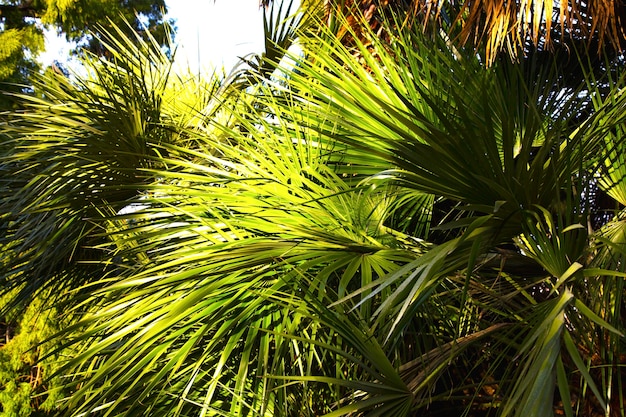 Gros plan du haut d'un palmier, gros plan de feuilles de palmier. Parc tropical, vacances au resort