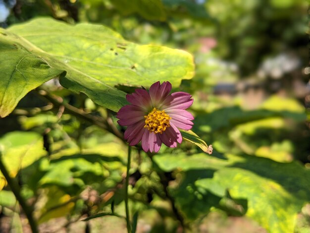 Photo gros plan du jardin cosmos fleur plante